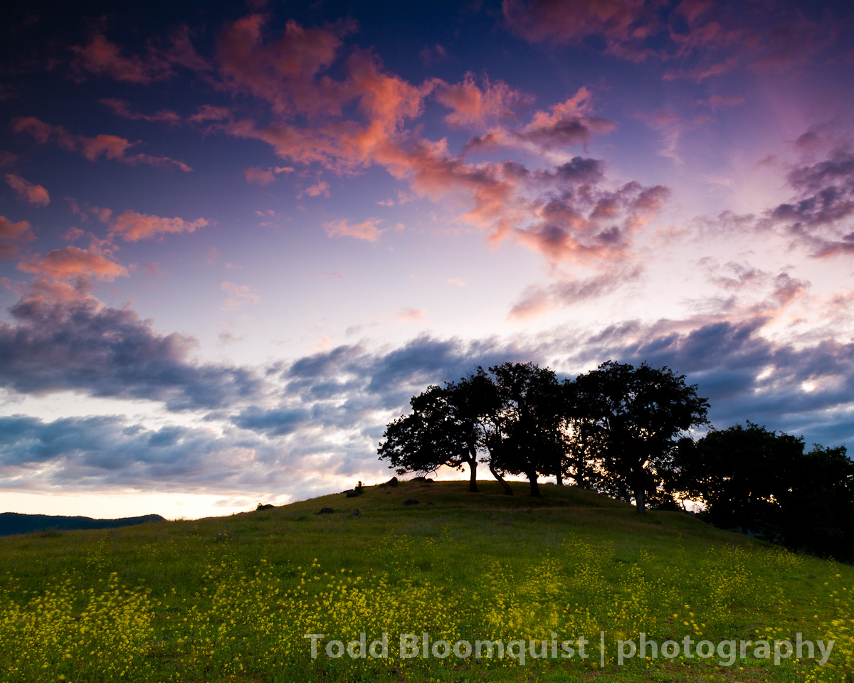 Dusk at Hanley Field