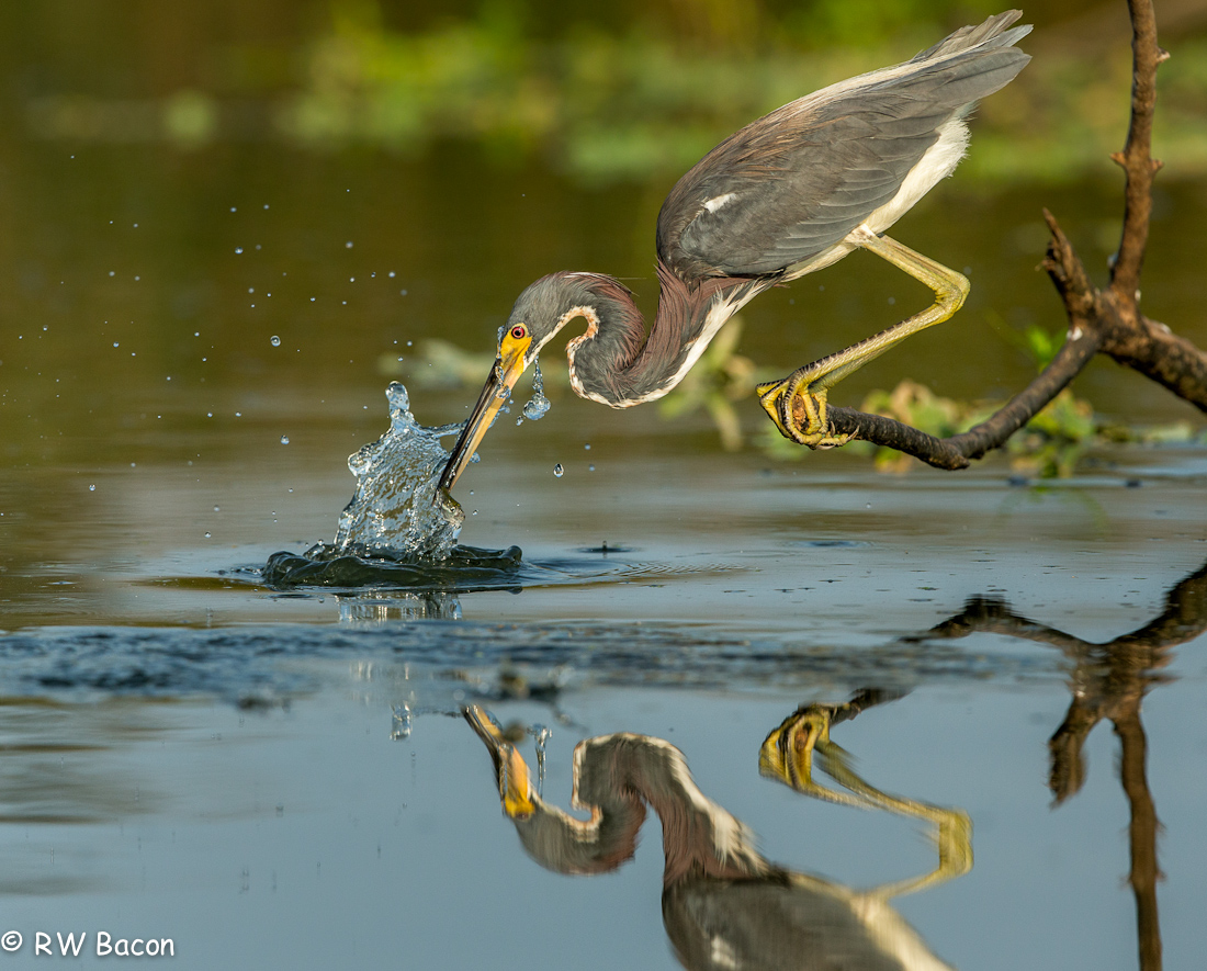 Tri-color Heron + Repost