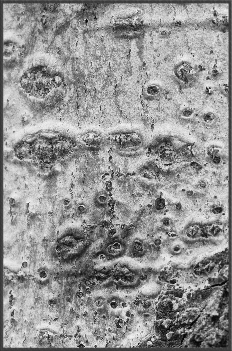 WC #547 - Bark