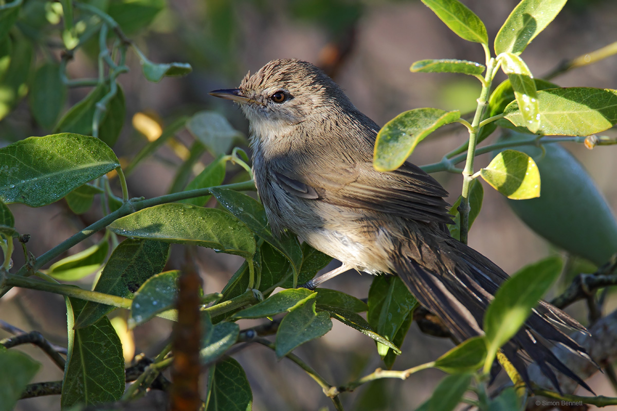 Subdesert Brush Warbler