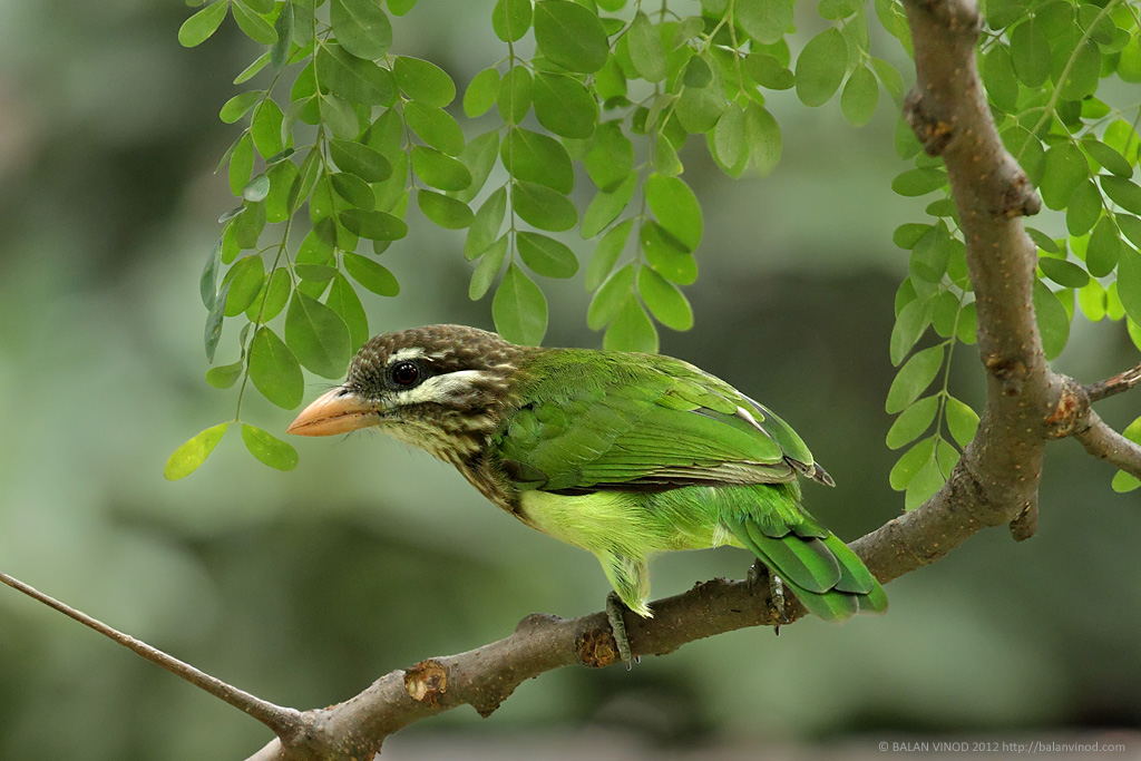 Barbet Green