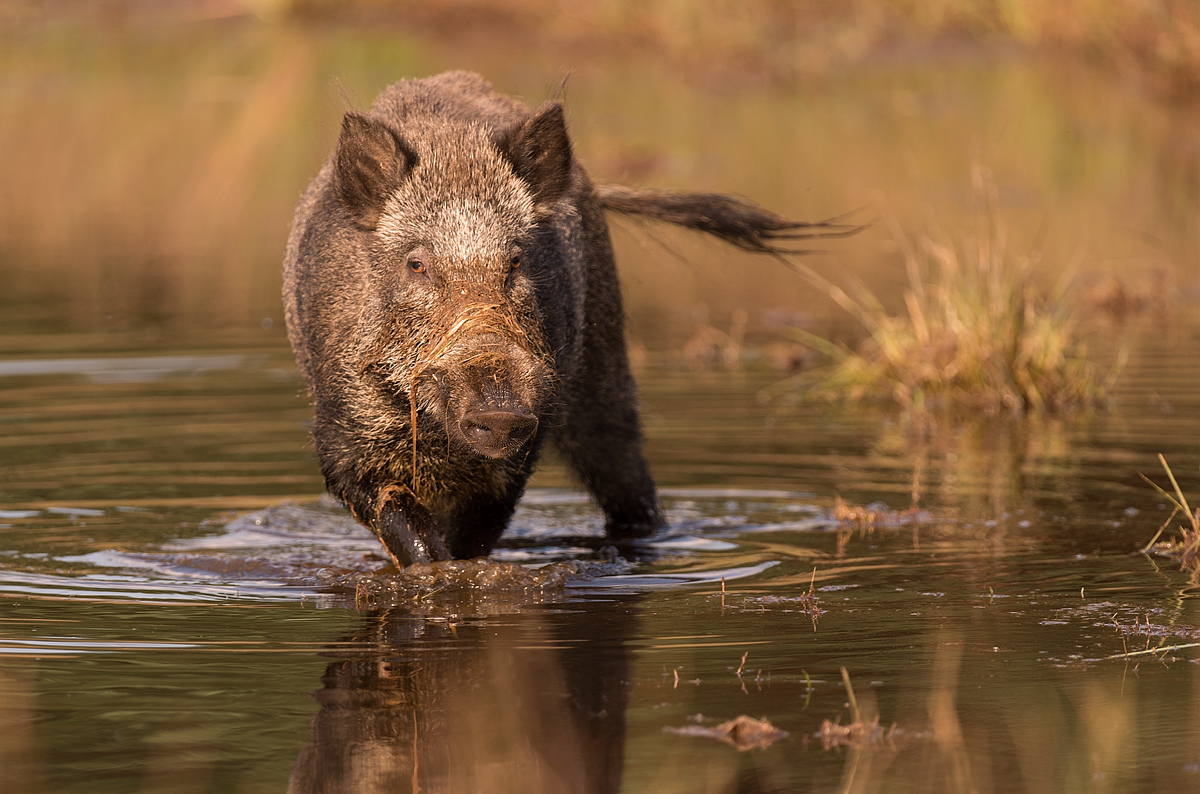 Wild Boar