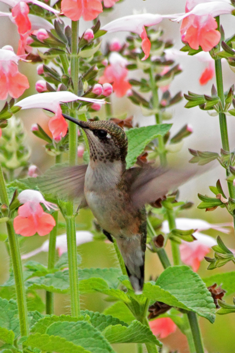 Hummingbird+repost