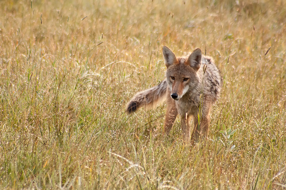 Looking for Breakfast