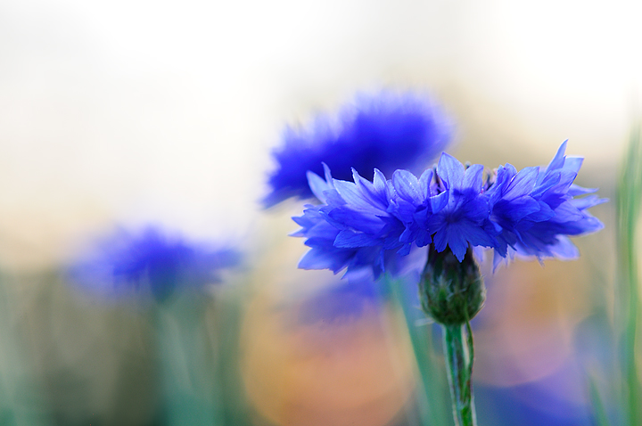 Cornflower
