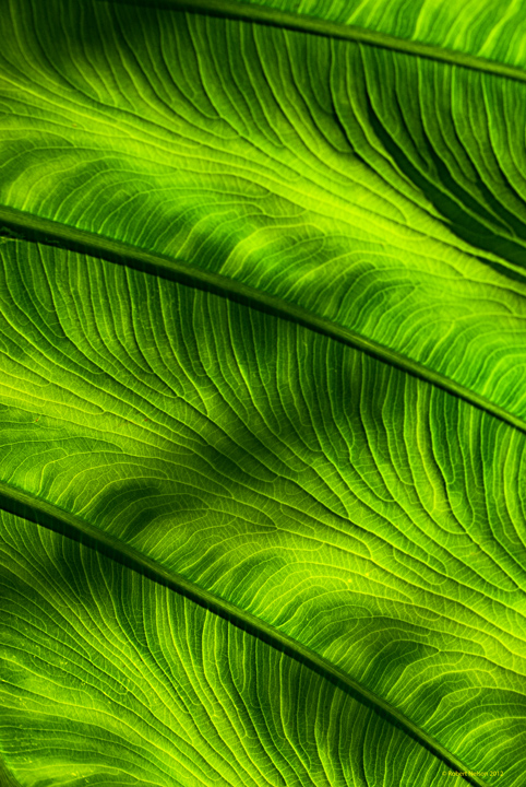 Elephant ear 3