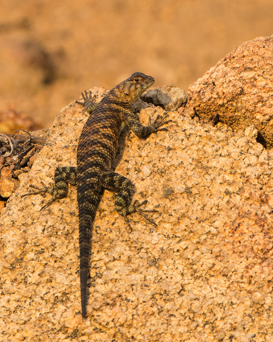 Granite Spiny Lizard