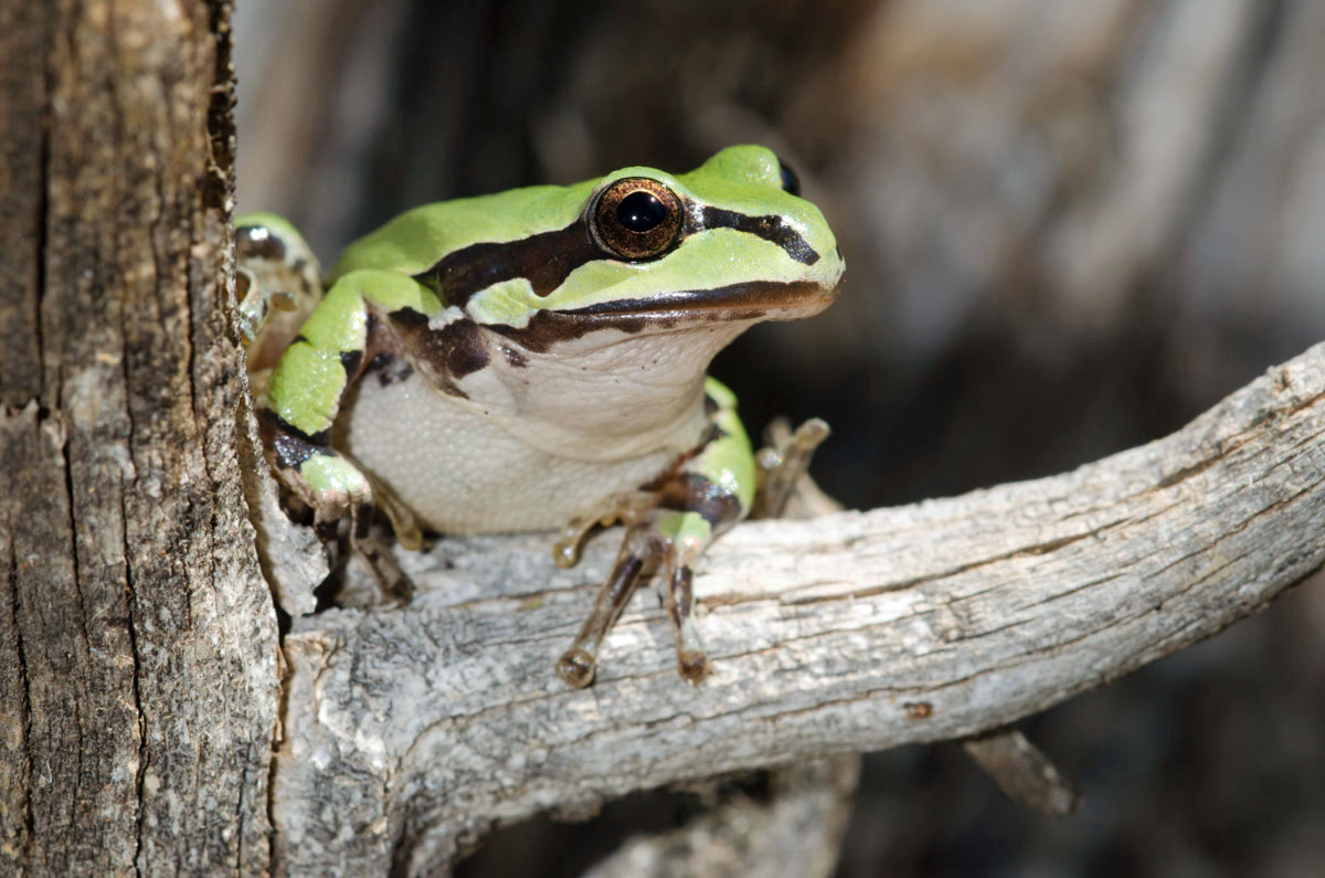 Arizona Treefrog