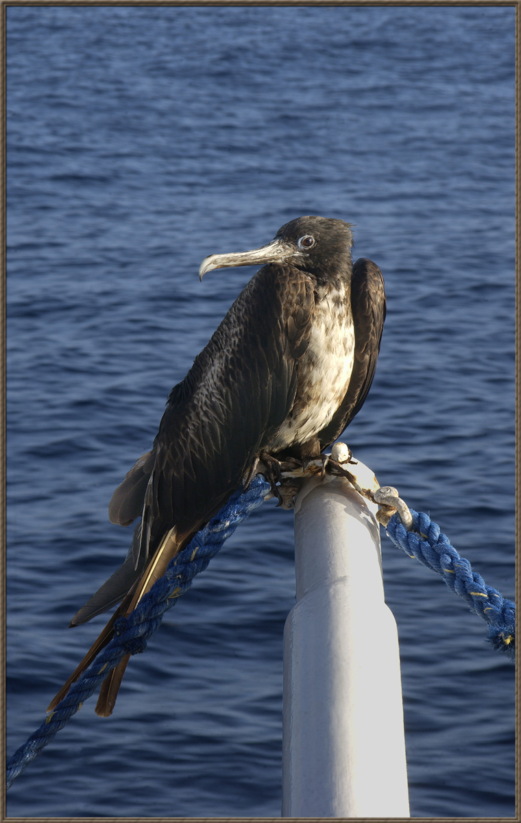 Magnificent Frigatebird