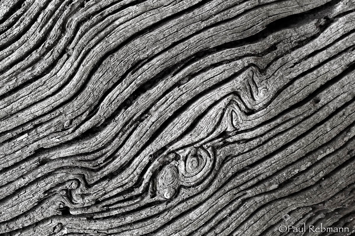 Bark Eddies