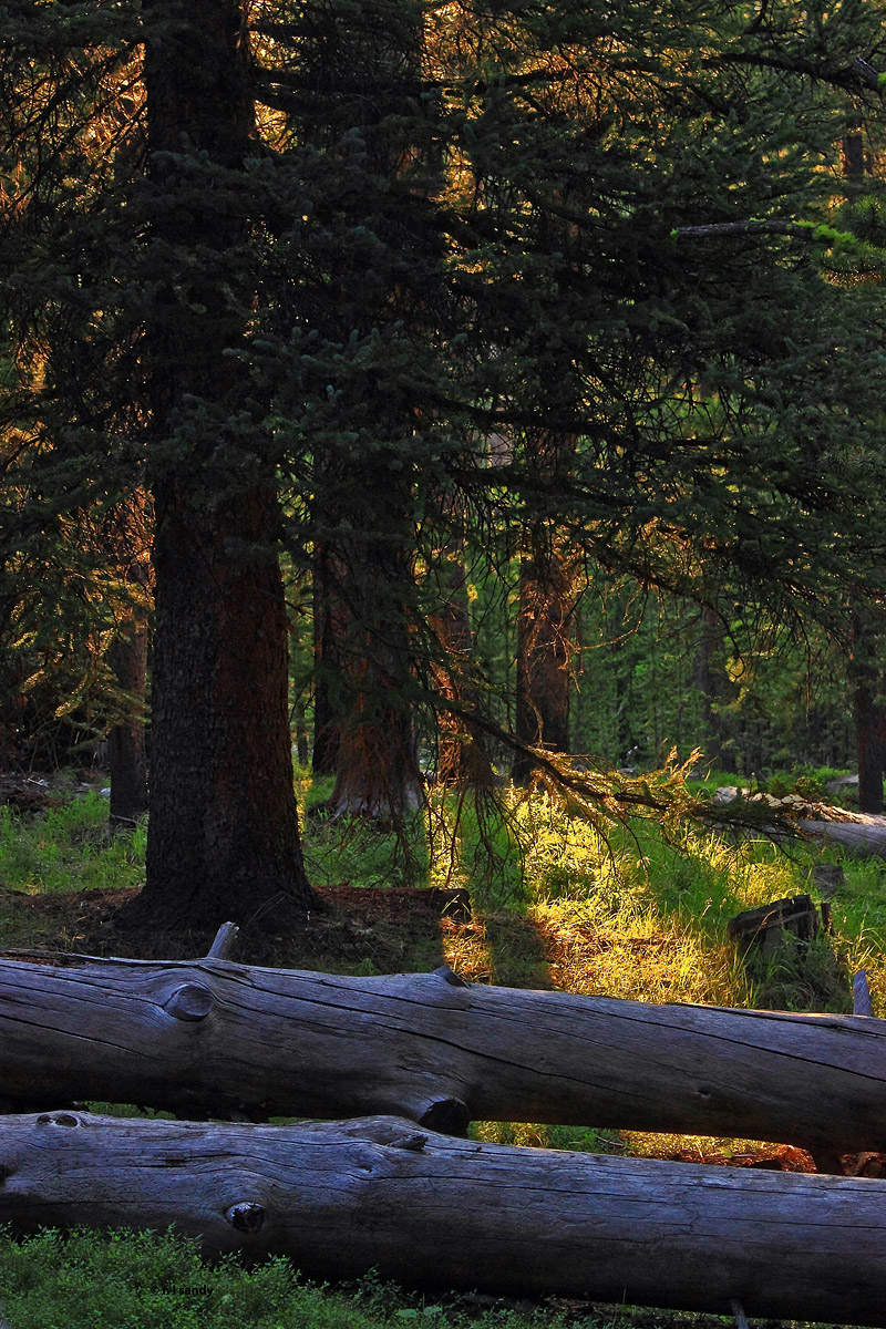 Light in the Woods