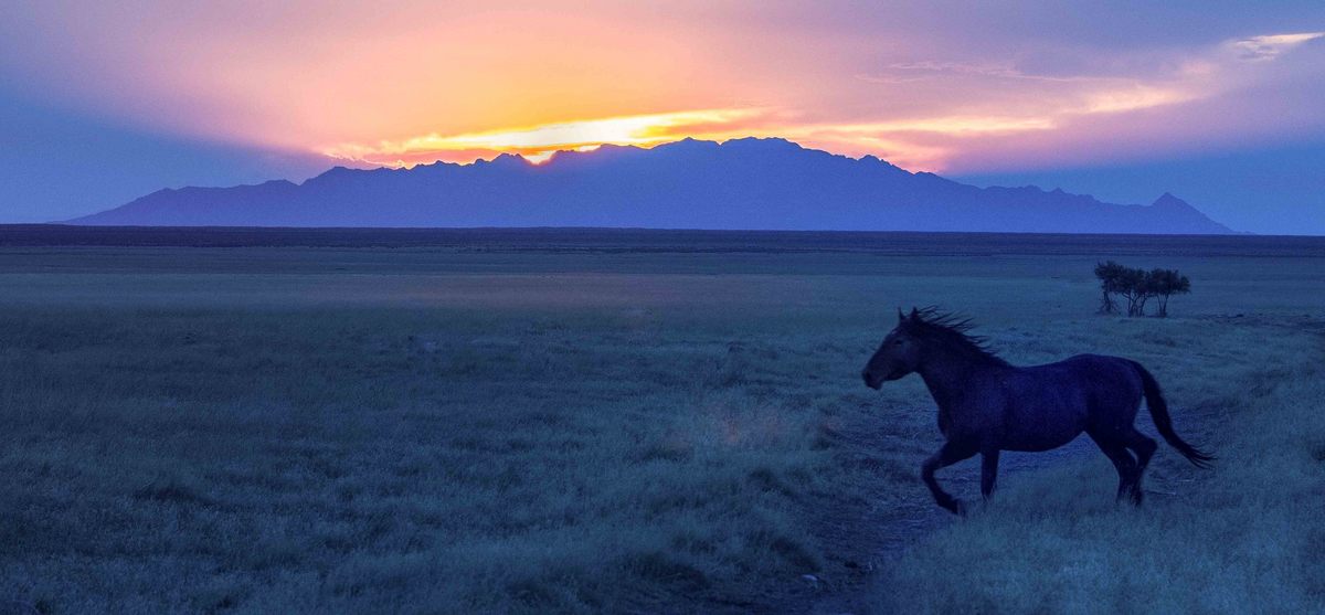 West Desert Mustang 