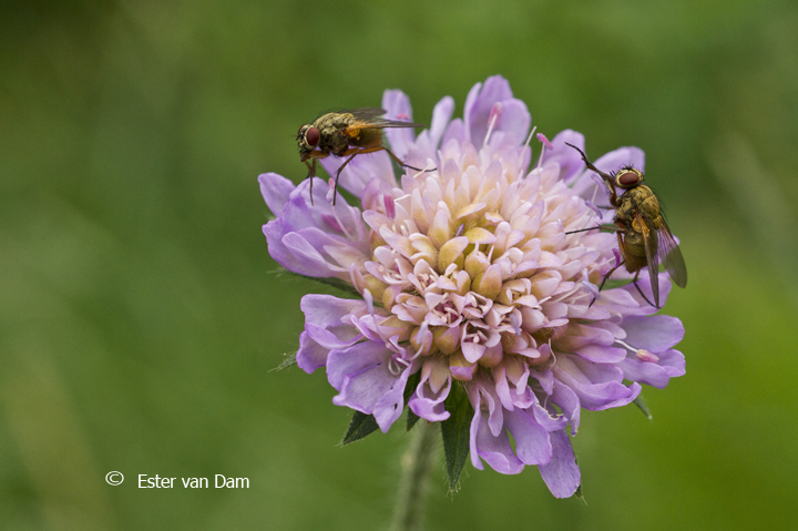 Dancing Flies