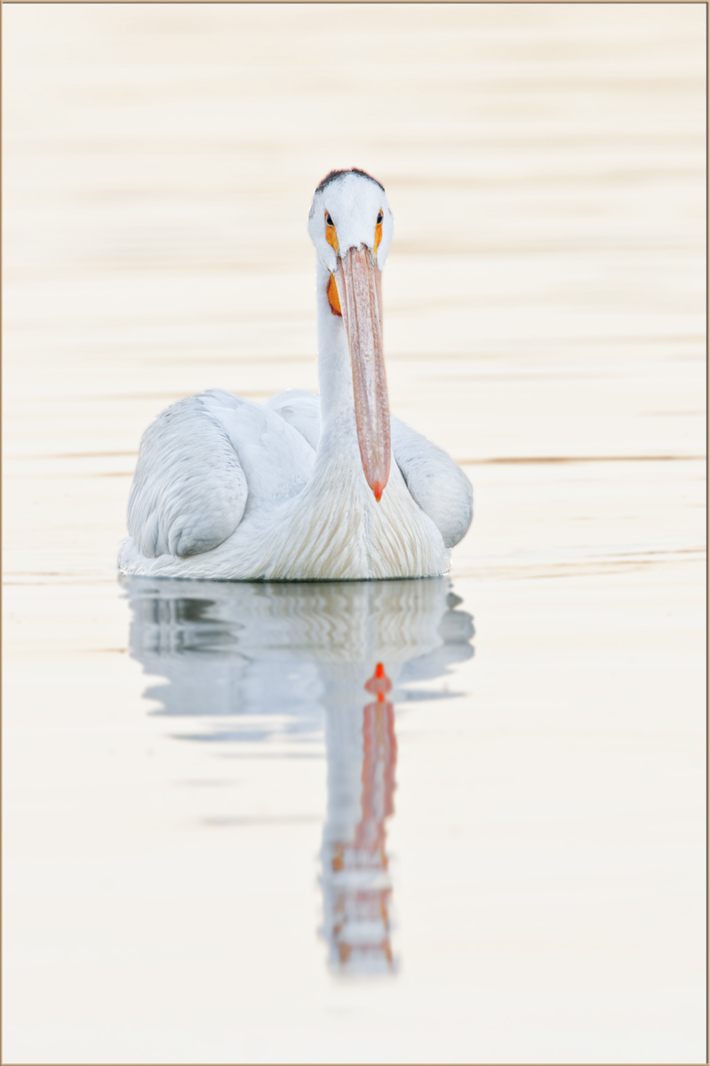 White Pelican