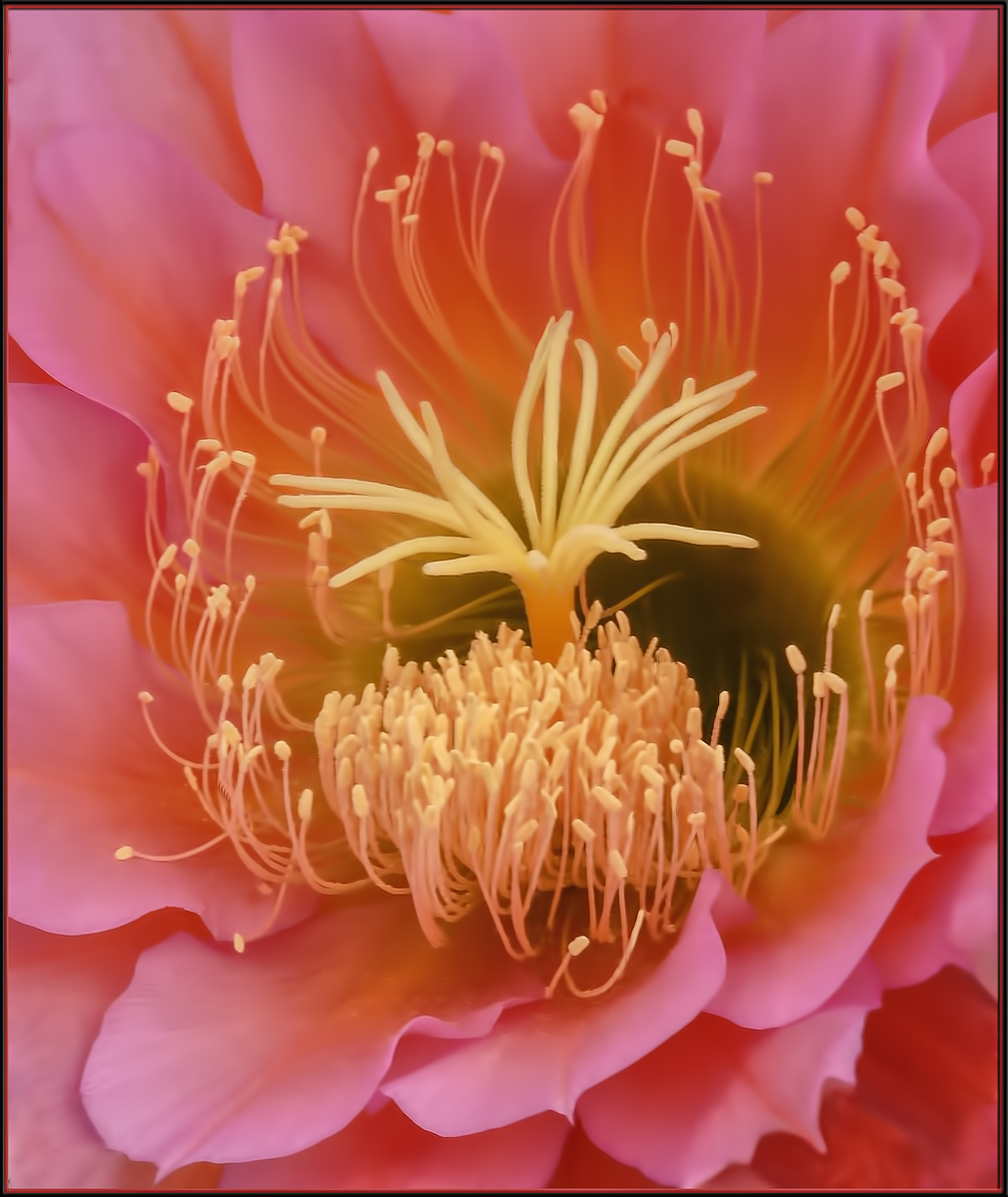 Pink Perfection