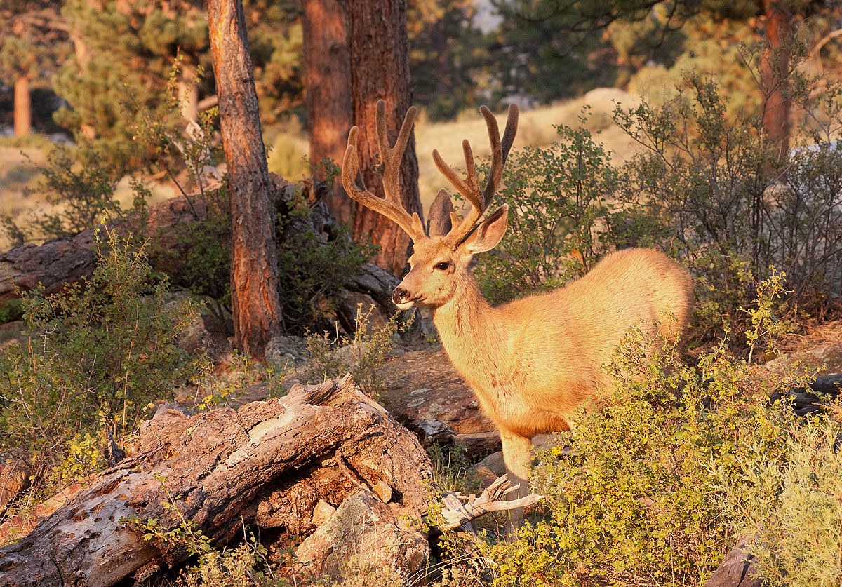 Mulie Buck + Repost