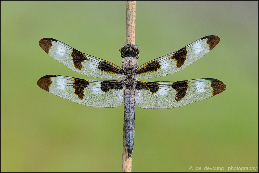 Twelve-Spotted Skimmer