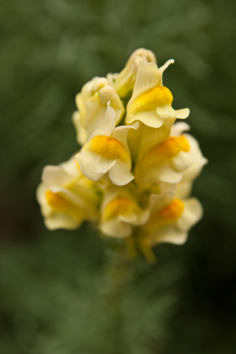 Toadflax