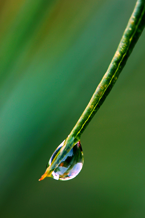 A single drop
