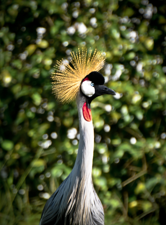 Grey Crowned Crane