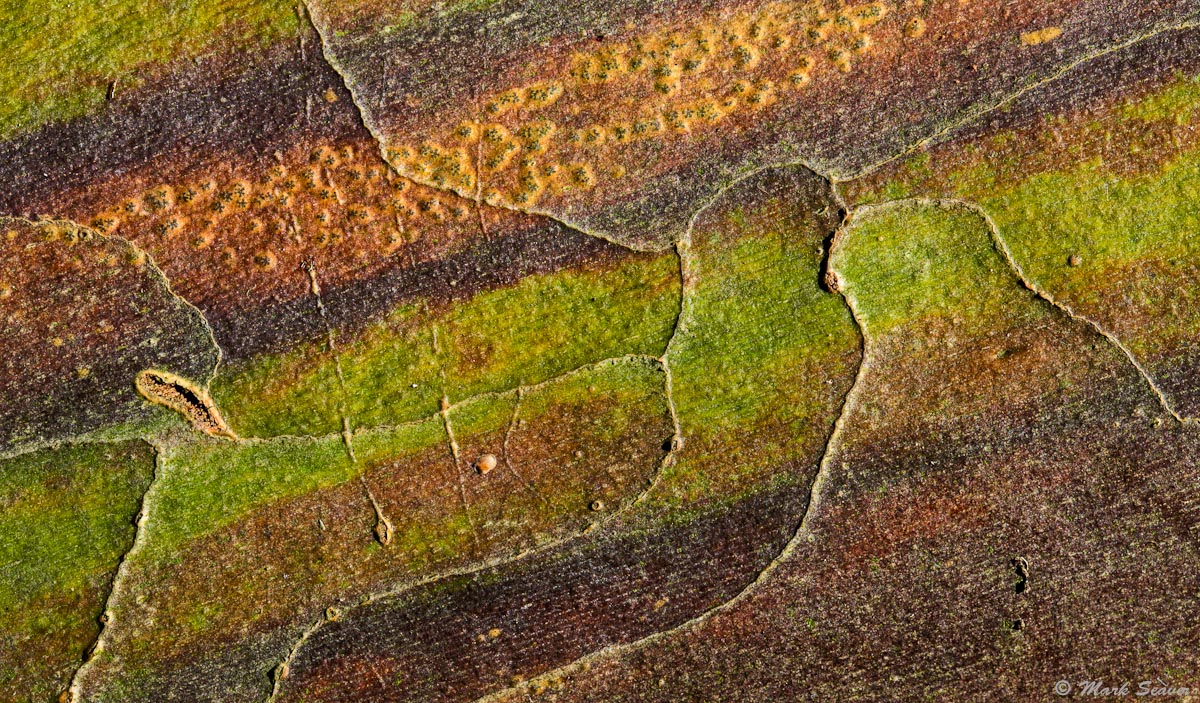 Sycamore Bark #1