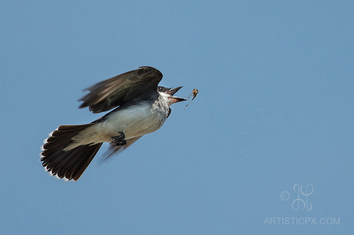 Kingbird - Nice Grab