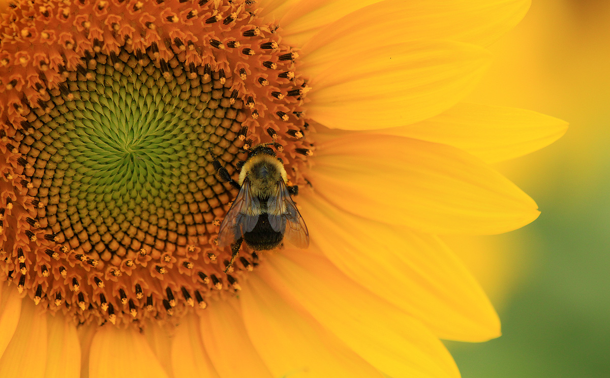 Sunflower close-up