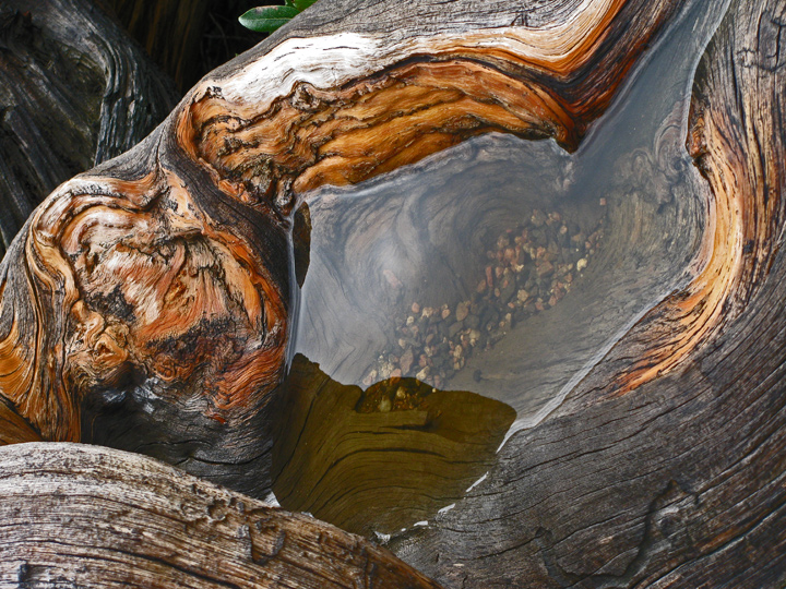 Bark Bowl WC 547
