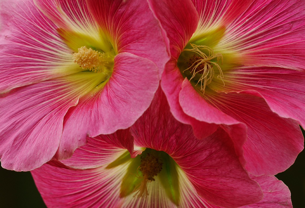 Hollyhock finale