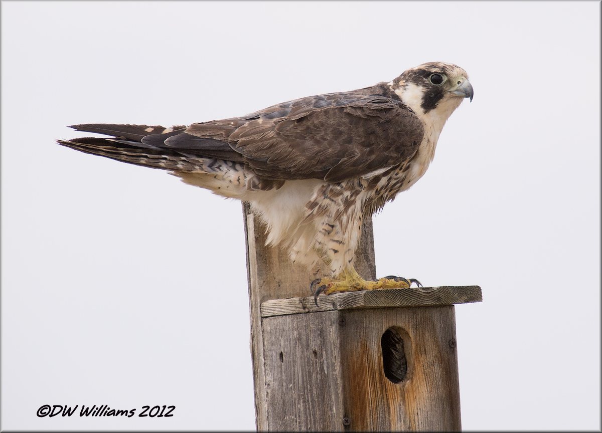 Peregrine Falcon