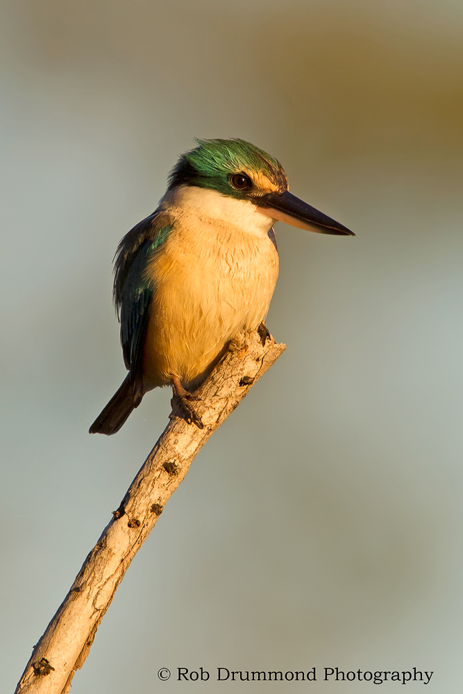 Sacred Kingfisher