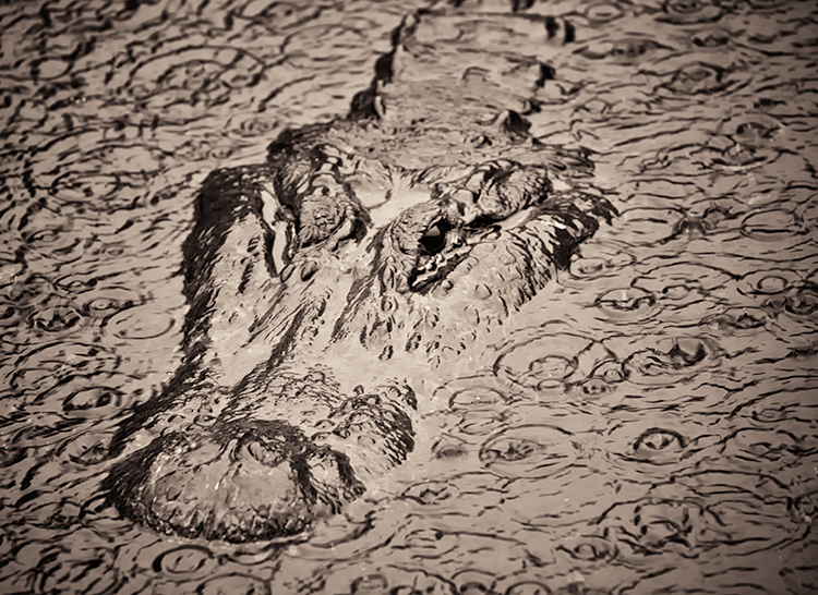 Alligator.