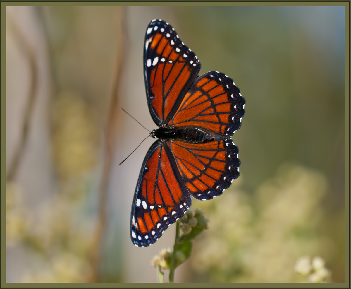 Viceroy in Flight