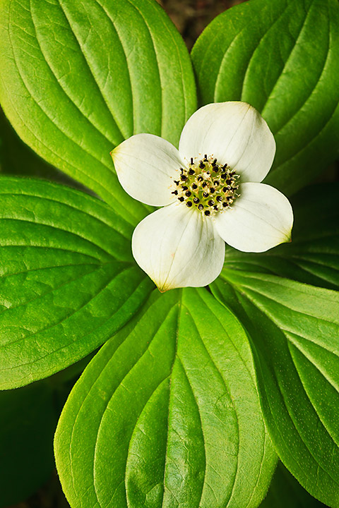 Bunchberry Blossom +REPOST