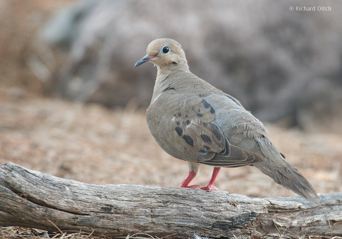 Mourning Dove