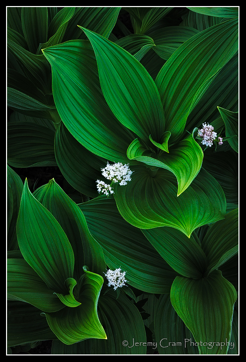 Tranquility Green...