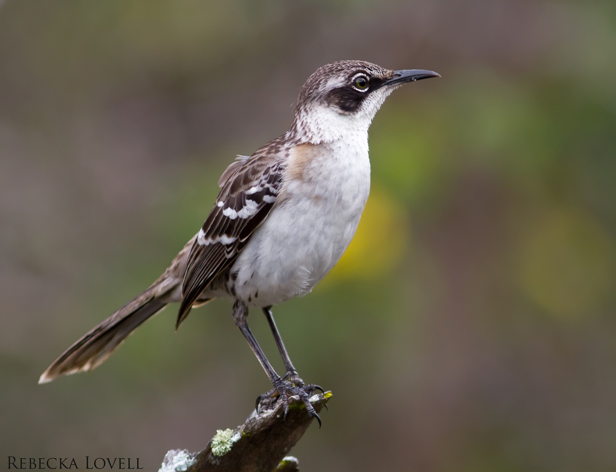 Galapagos Mockingbird