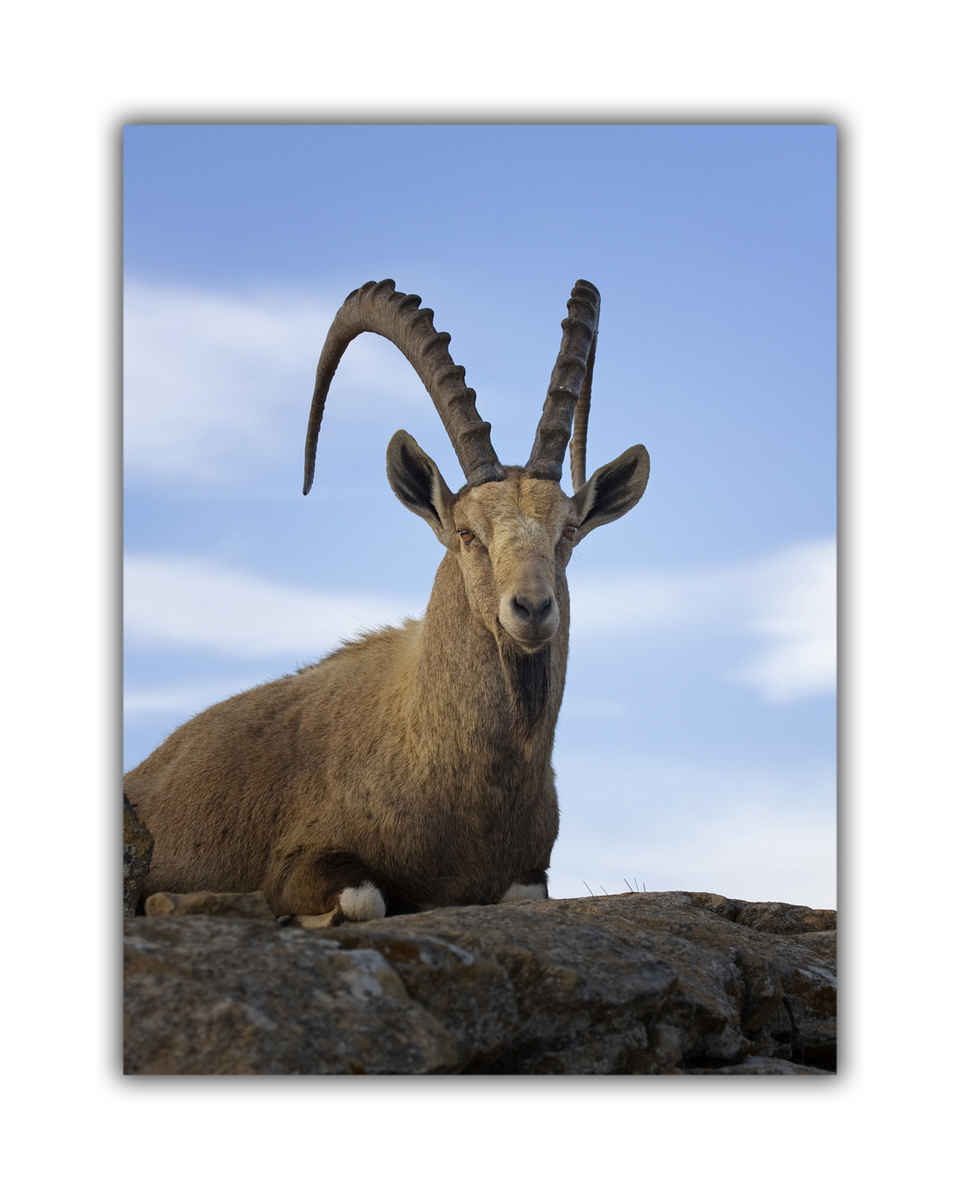 Ramon Crater Ibex