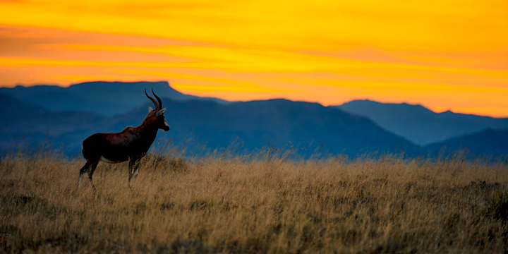 Blesbok at Sunrise