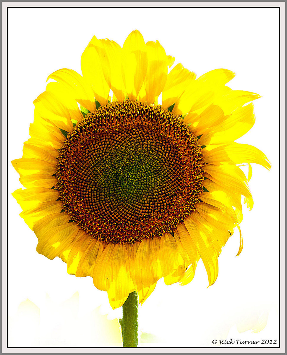 Sunny Sunflower
