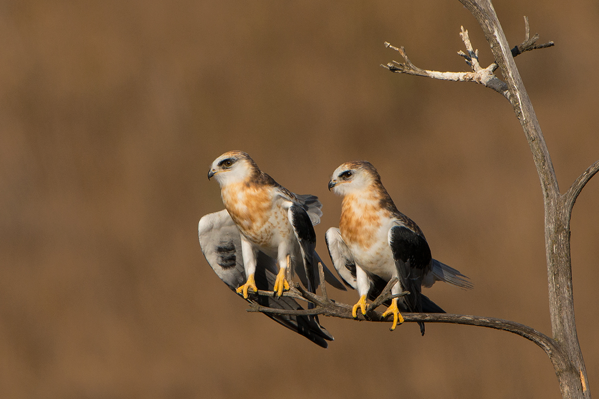 White-tailed Kites