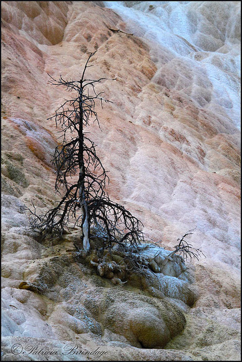 Mammouth Hot Springs