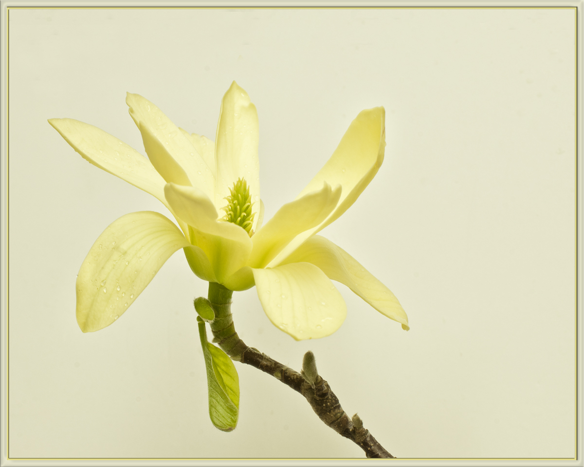 Last Magnolia