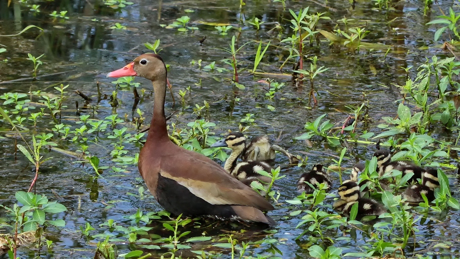 BBW Mom & Ducklings