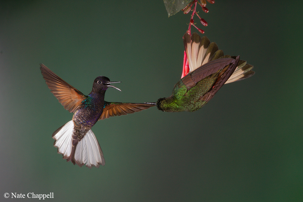 2 Species of Coronet 