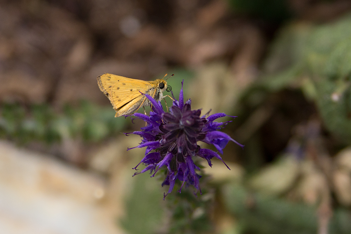 Skipper