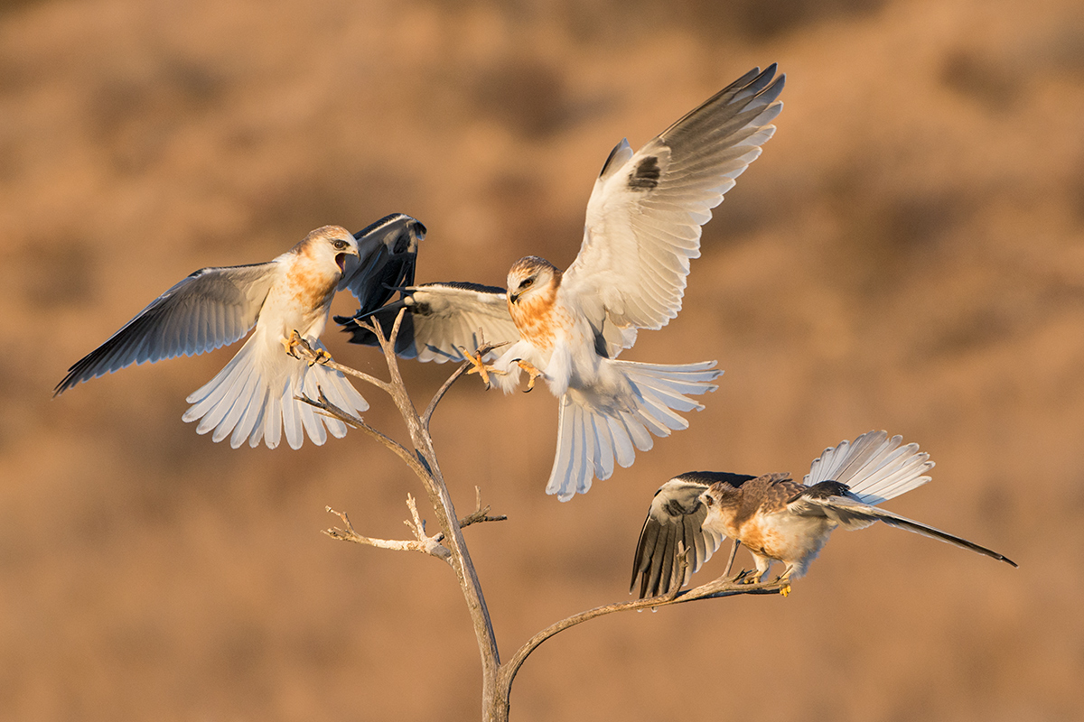 White-tailed Kites