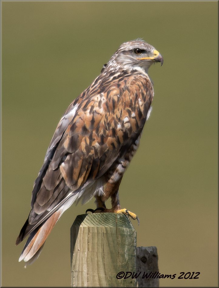 Ferruginous Hawk  w/repost