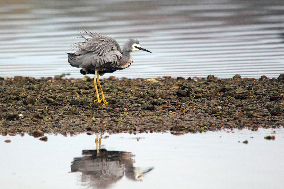 Ruffled Grey Heron
