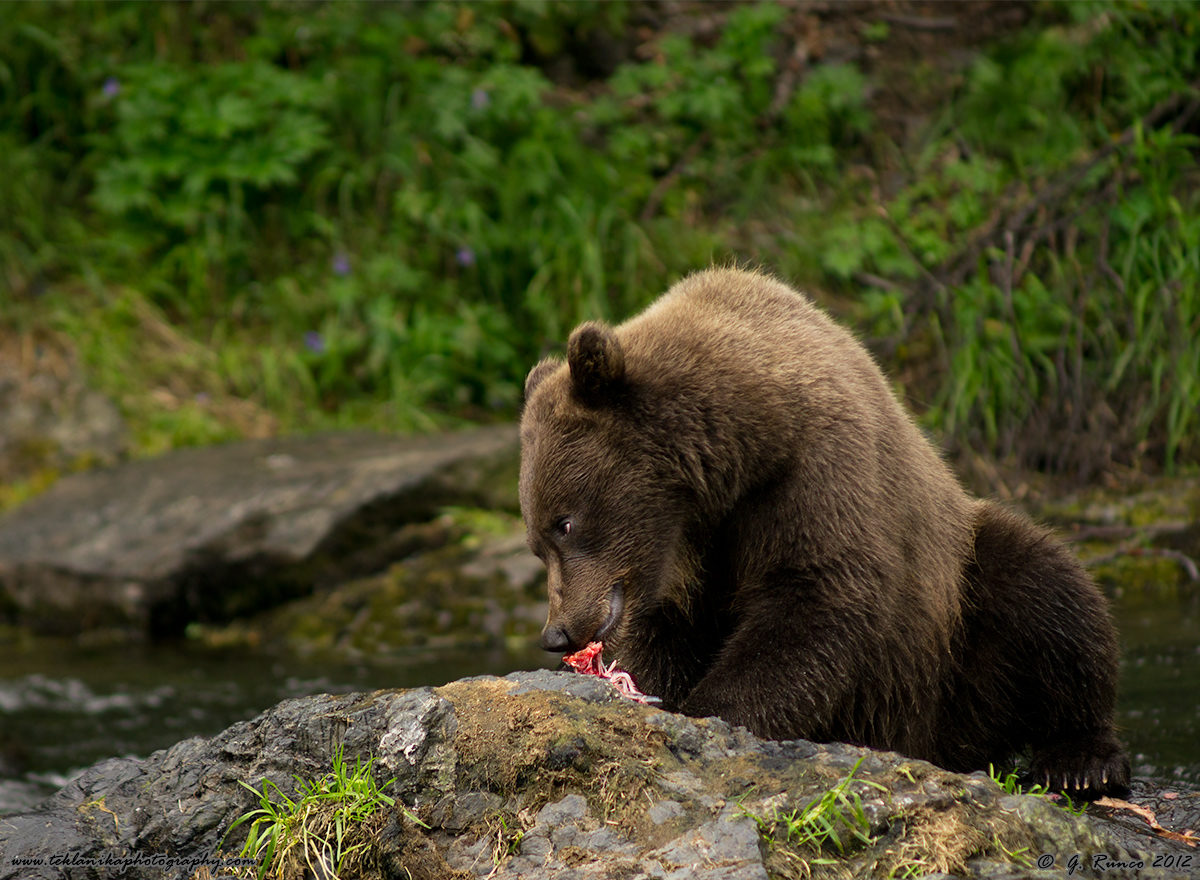 Defending Dinner